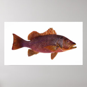 Affiche Poissons - loup de mer pourpre - superbus de