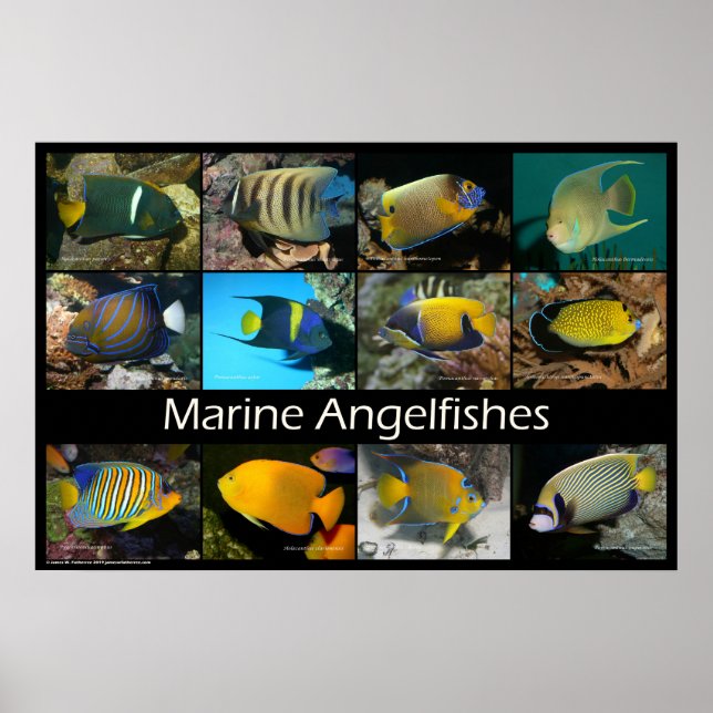 Affiche Poissons marins (Devant)