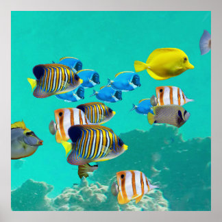 Affiche Poissons Tropicaux Colorés Croisant Sur Une Barriè