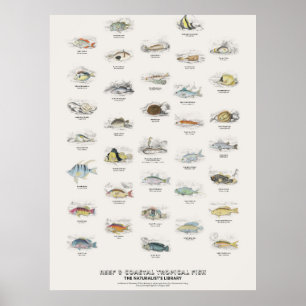 Affiche Poissons Tropicaux de Récif et Côtiers - Bibliothè