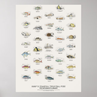 Affiche Poissons Tropicaux de Récif et Côtiers - Bibliothè