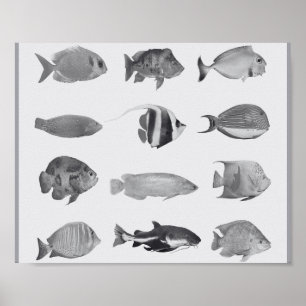 Affiche Poissons tropicaux noirs et blancs Art imprimable