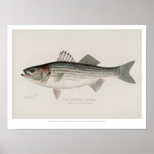 Affiche Poissons vintages - bar d'Amérique