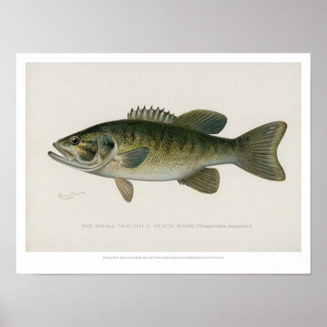 Affiche Poissons vintages - Basse Noire (Devant)