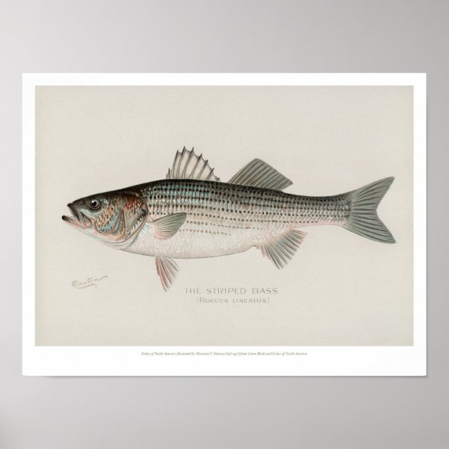Affiche Poissons vintages - Basse rayée (Devant)