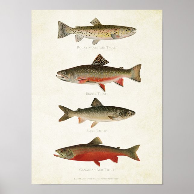 Affiche Poissons vintages - Trouts (Devant)
