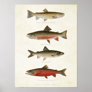 Affiche Poissons vintages - truites