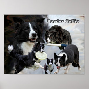 Affiche poitrine de collie