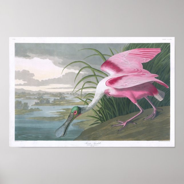 Affiche Poitrine rose, John James Audubon Fine Art (Devant)