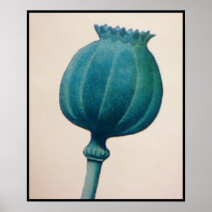 AFFICHE POIVRE D'OPIUM