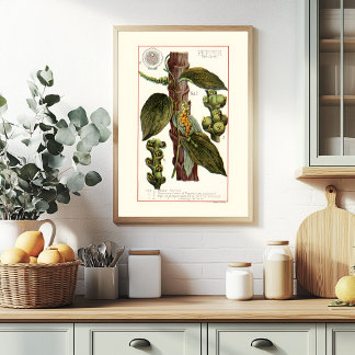 AFFICHE POIVRE - ILLUSTRATION BOTANIQUE VINTAGE