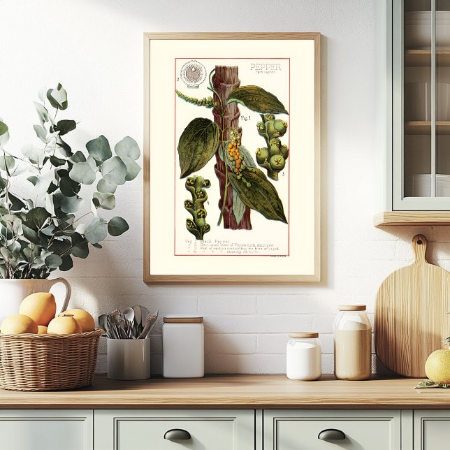 AFFICHE POIVRE - ILLUSTRATION BOTANIQUE VINTAGE (Créateur téléchargé)