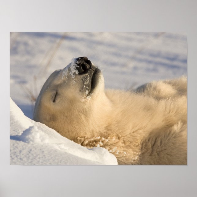 Affiche Polar Bear Nap (Devant)