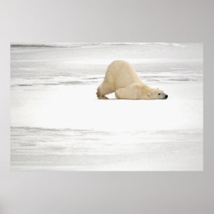 Affiche Polar bear scratching itself on frozen tundra