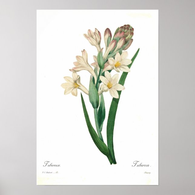 Affiche Polianthes tuberosa (Devant)