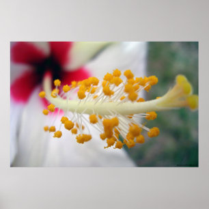 Affiche Pollen