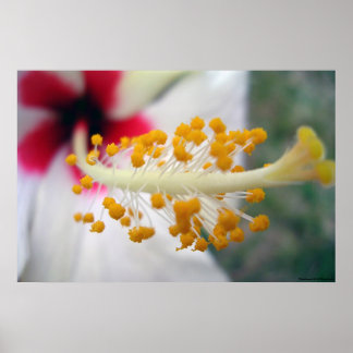 Affiche Pollen
