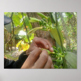 Affiche Pollinisation des fleurs de vanille