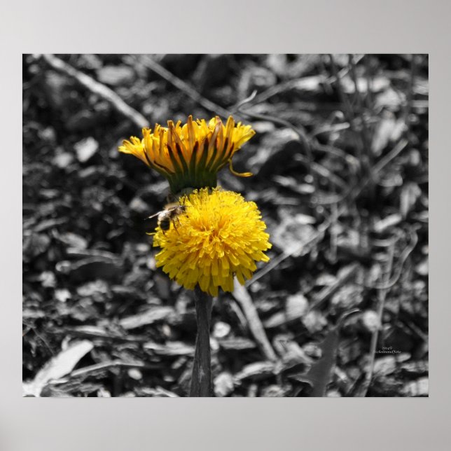 Affiche Pollinisation du début du printemps (Devant)