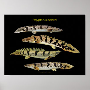 Affiche Polypterus delhezi の ポ タ