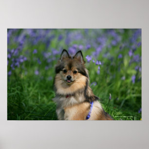 Affiche Pomeranian dans l'herbe