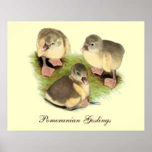 Affiche Pomeranian jaunets buff