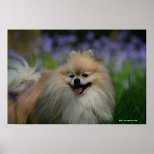 Affiche Pomeranian Panting