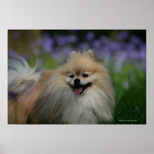 Affiche Pomeranian Panting (Devant)