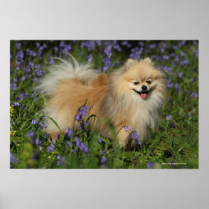 Affiche Pomeranian regardant l'appareil-photo dans les