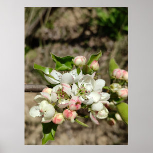 Affiche Pomme bourre fleur