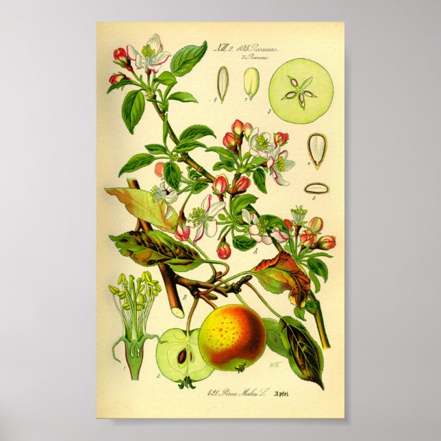 Affiche Pomme (Pyrus malus) (Devant)
