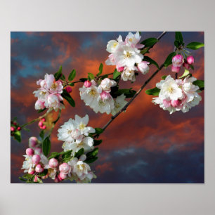 Affiche Pomme rose Et Blanche Fleurit Ciel Du Matin