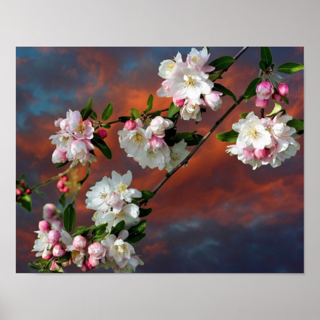 Affiche Pomme rose Et Blanche Fleurit Ciel Du Matin (Devant)