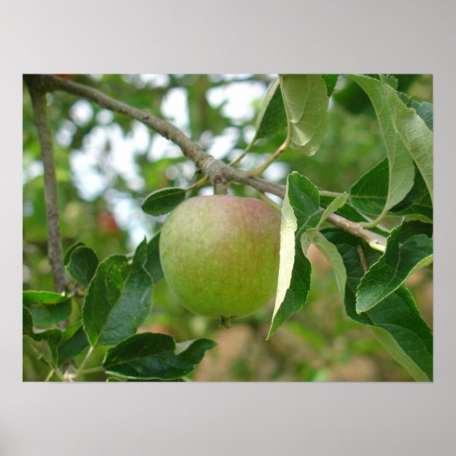 Affiche Pomme verte (Devant)