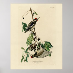 Affiche Pommeau à ventre jaune, Audubon Birds of America