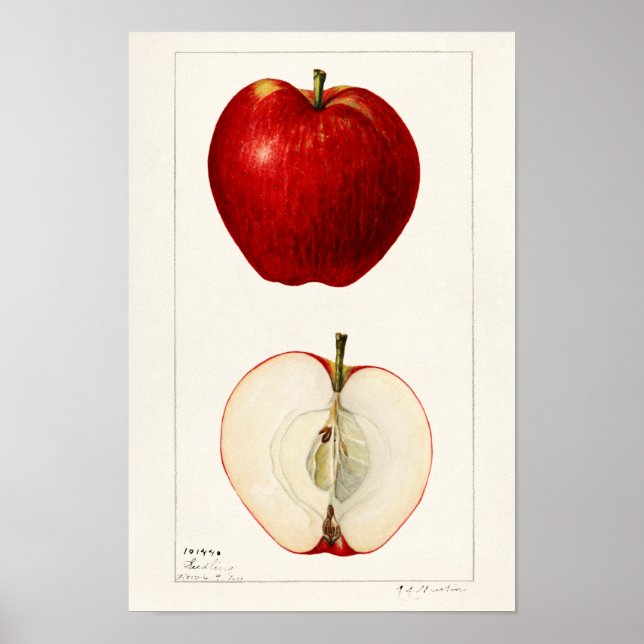 Affiche Pommes (Malus Domestica) Peinture à l'aquarelle au (Devant)