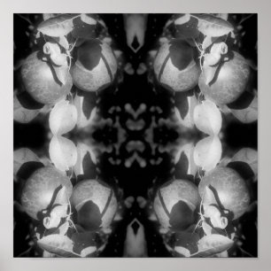 Affiche Pommes McIntosh Sur Arbre Noir Et Blanc Abstrait