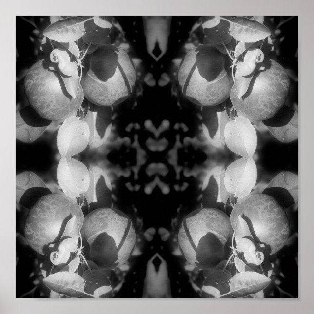 Affiche Pommes McIntosh Sur Arbre Noir Et Blanc Abstrait (Devant)
