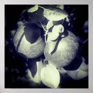 Affiche Pommes McIntosh sur l'arbre en noir et blanc