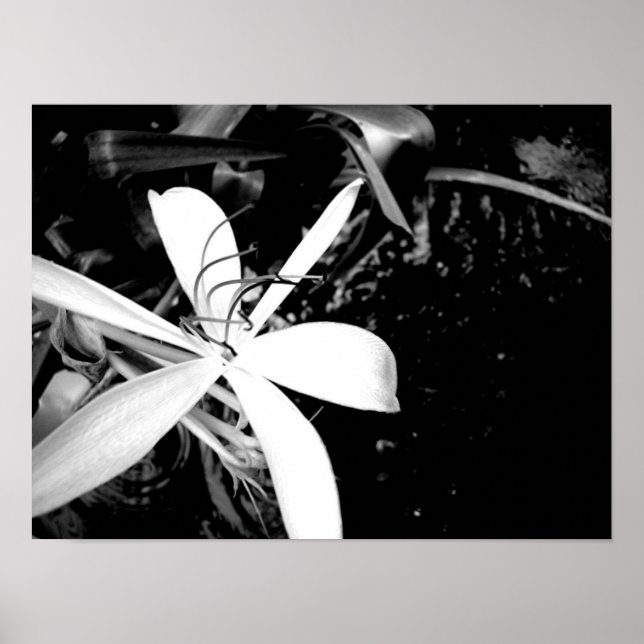 Affiche Pond Lily (Devant)