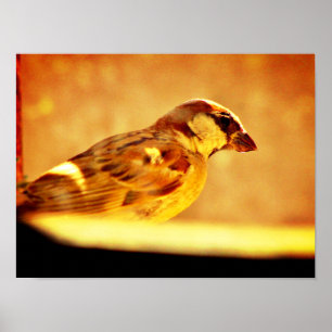 Affiche Pondering Sparrow