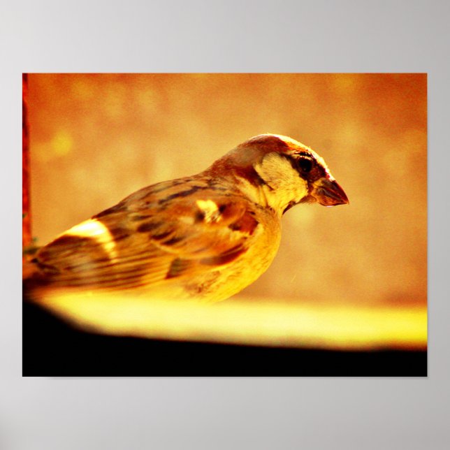 Affiche Pondering Sparrow (Devant)