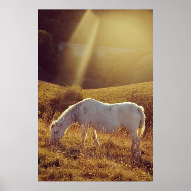 Affiche Poney en pâture (Devant)