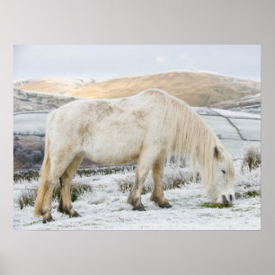 Affiche Poney Fell blanc sur la lande en hiver