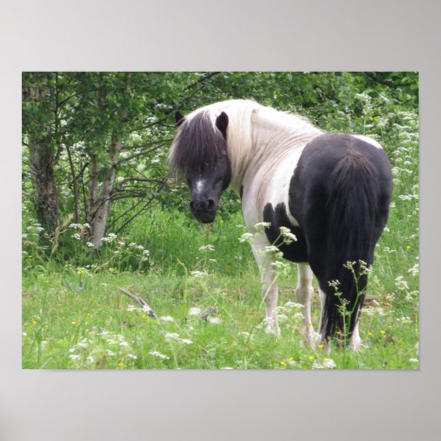 Affiche Poney painturé noir et blanc dans l'herbe et les f (Devant)
