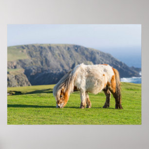 Affiche Poney Shetland dans un pâturage près de hautes fal