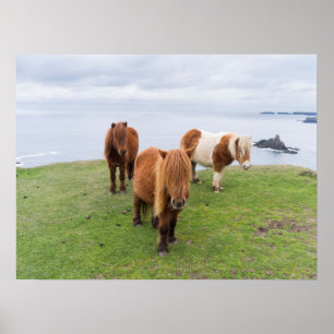 Affiche Poney Shetland dans un pâturage près de hautes fal