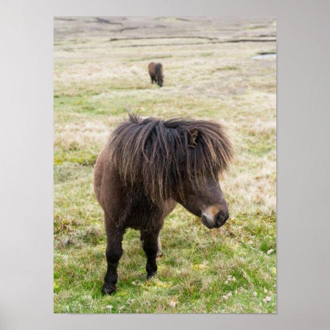 Affiche Poney Shetland, îles Shetland, Écosse 3 (Devant)