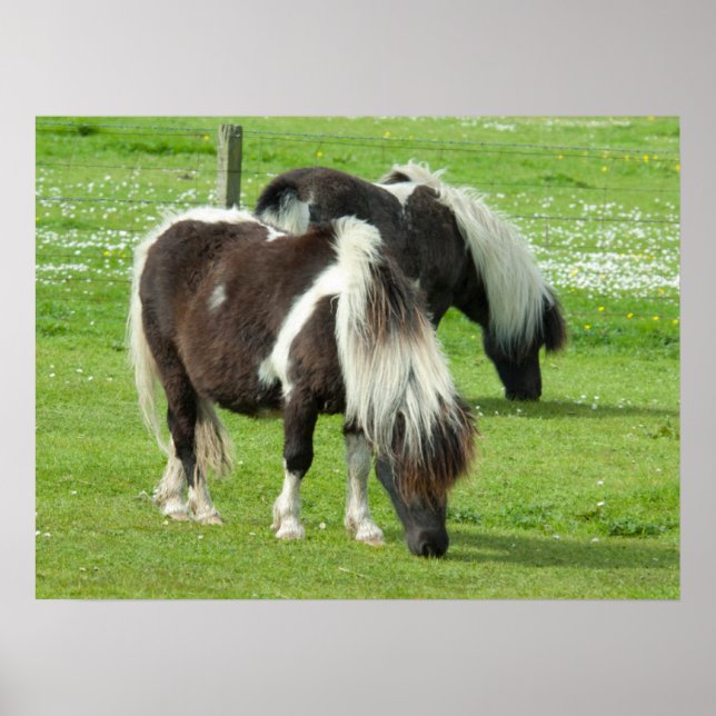 Affiche Poneys de peinture Shetland pur-sang (Devant)