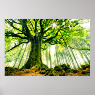 Affiche Ponthus' Beech